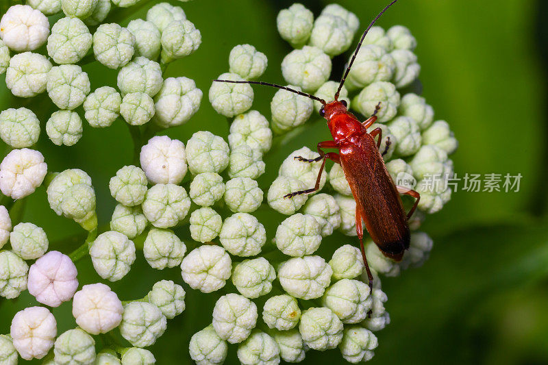 常见的红色士兵甲虫Rhagonycha fulva，也被误解为吸血甲虫，是士兵甲虫Cantharidae的一种